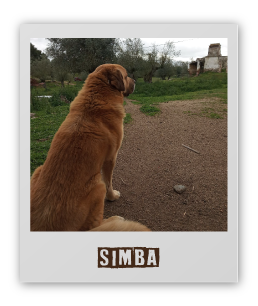 imagem_simba